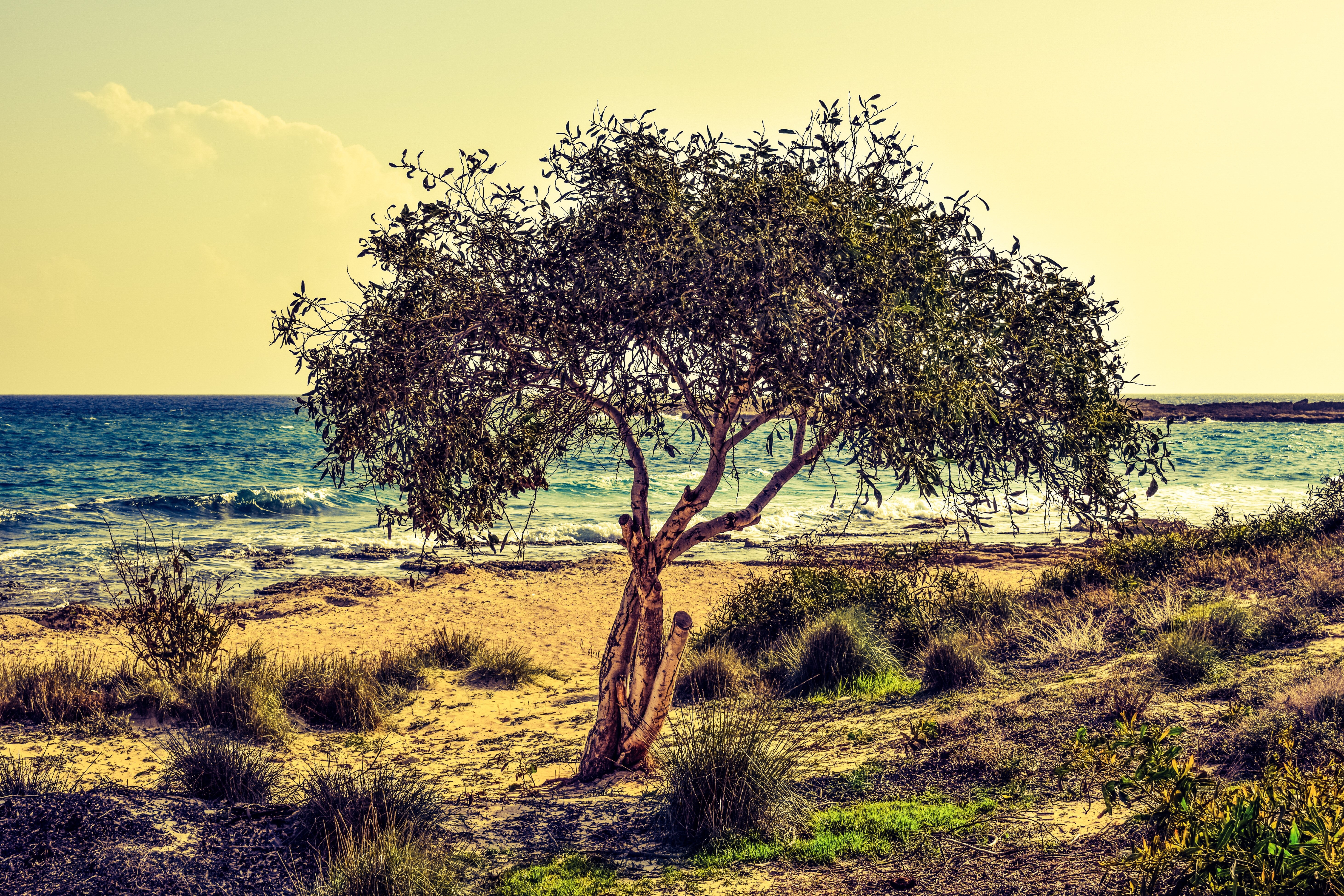 The Olive Tree and Its Branches